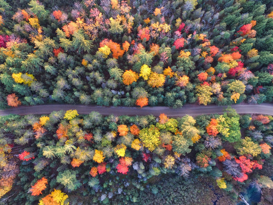 Michigan #2808