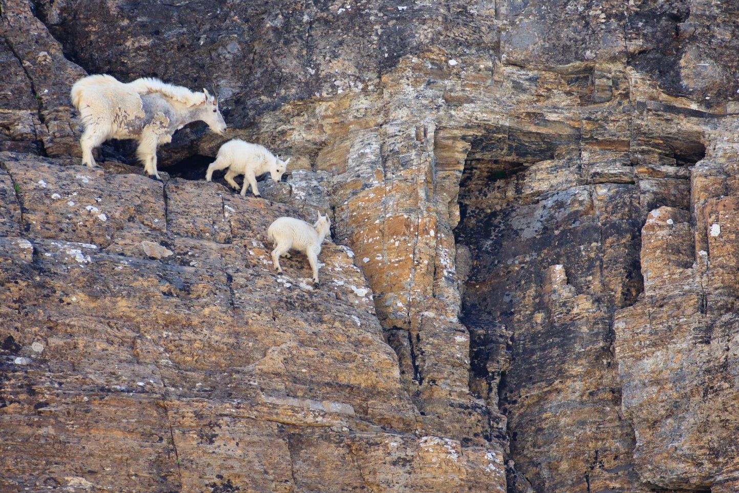 Glacier National Park #3042