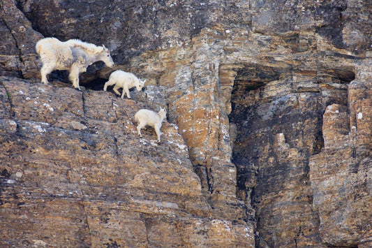 Glacier National Park #3042