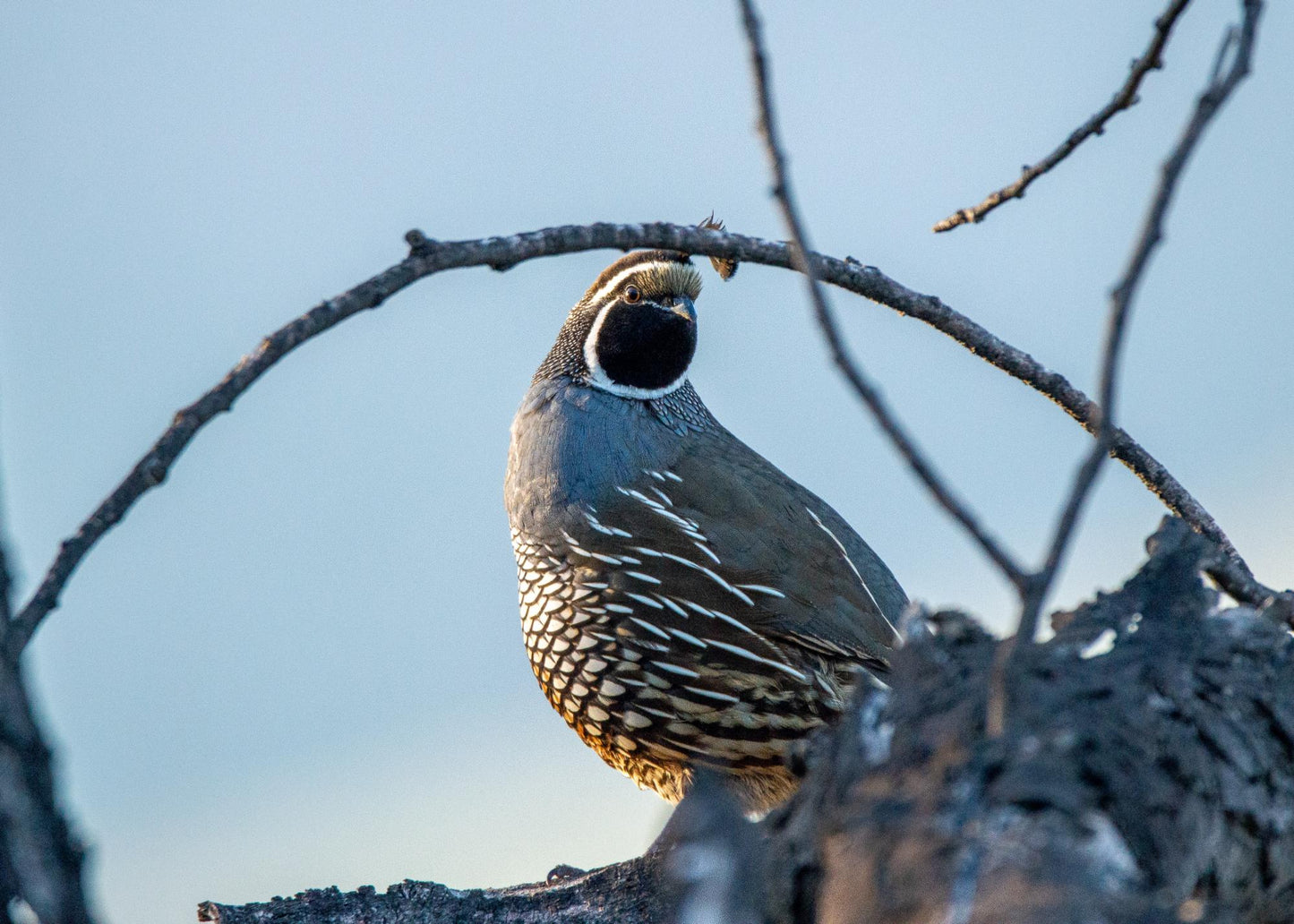 Wildlife & Plants #3835