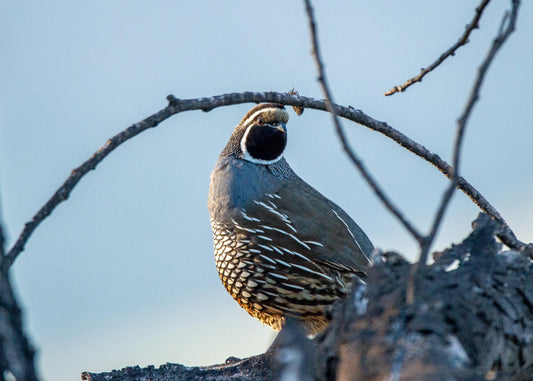 Wildlife & Plants #3835
