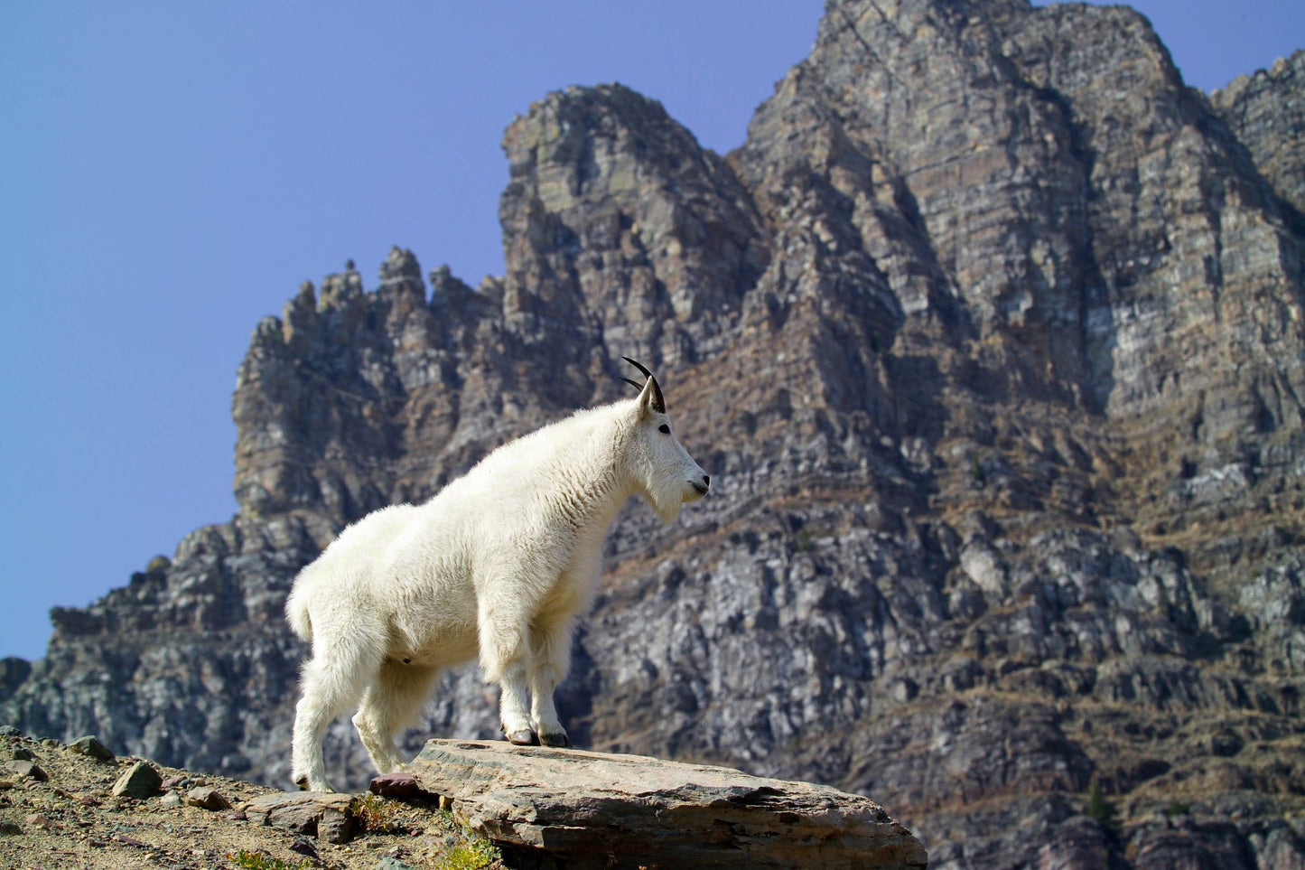 Wildlife & Plants #3863