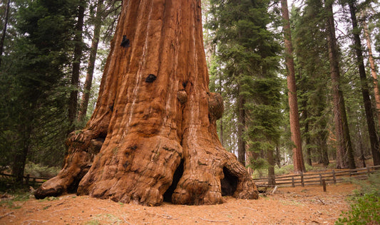 Sequoia National Park 1006
