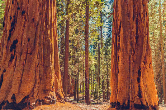 Sequoia National Park 1007