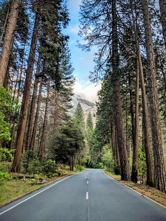 Yosemite National Park 255