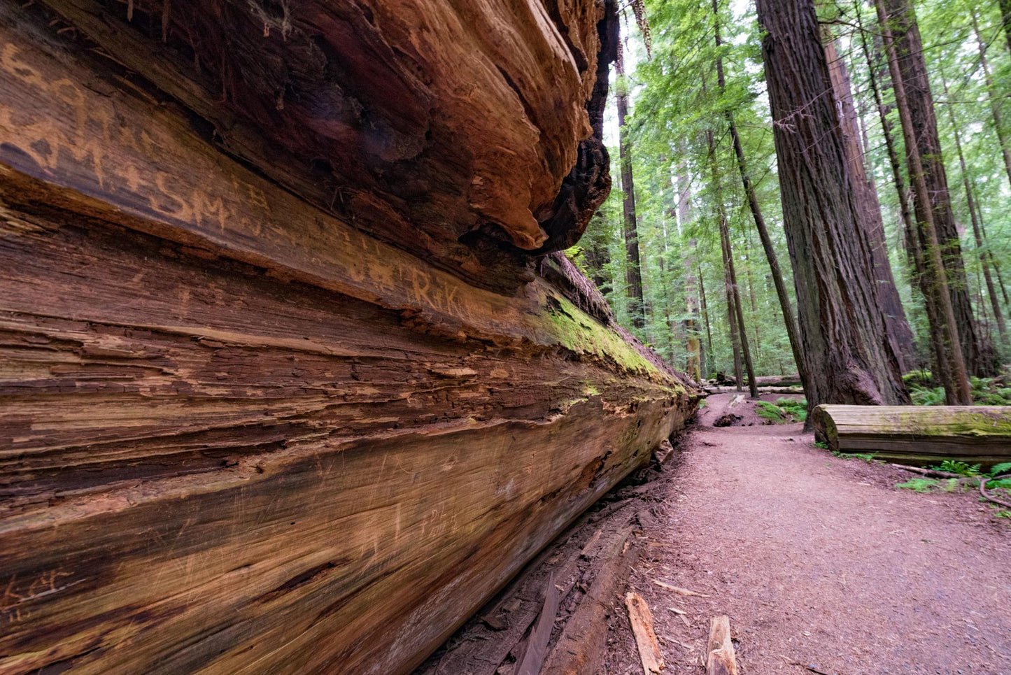 Sequoia National Park 1024