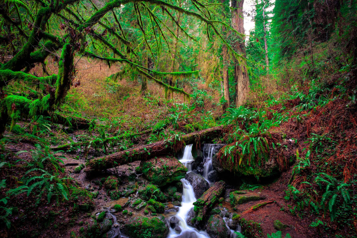 Sequoia National Park 1026