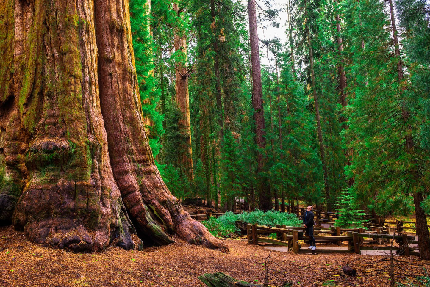 Sequoia National Park 1027