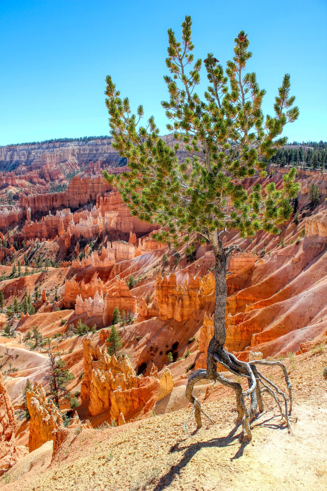 Bryce Canyon Utah #1429