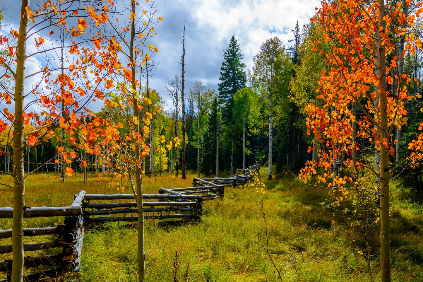 Dixie National Forest Utah 1759