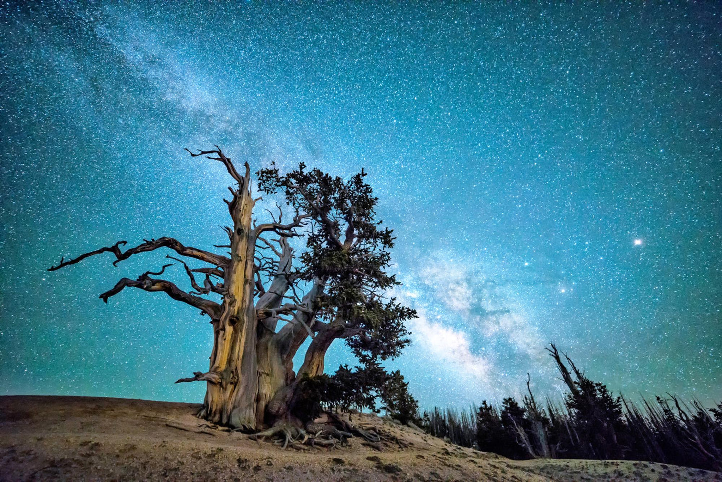 Dixie National Forest Utah 1768