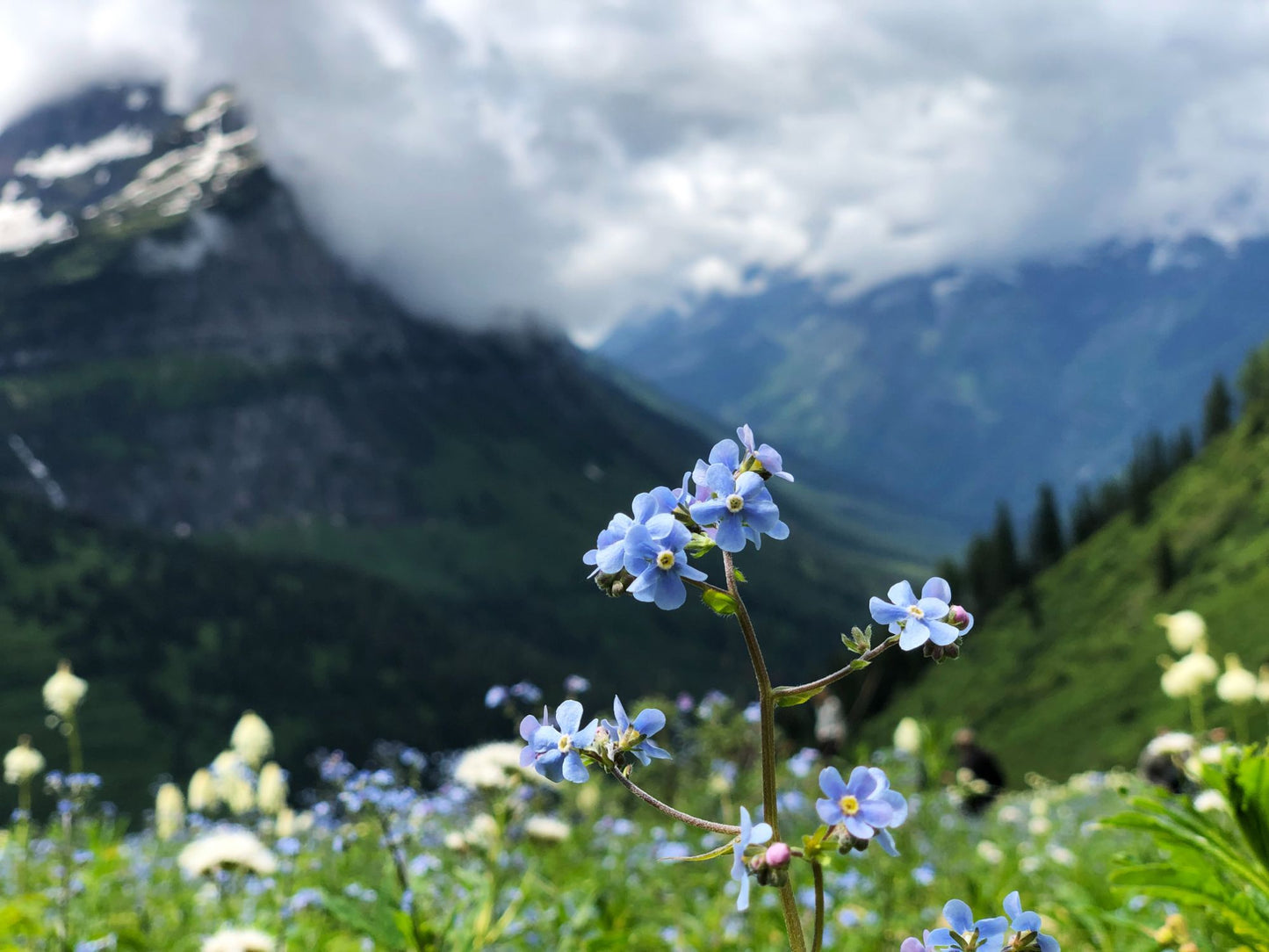 Glacier National Park #3011