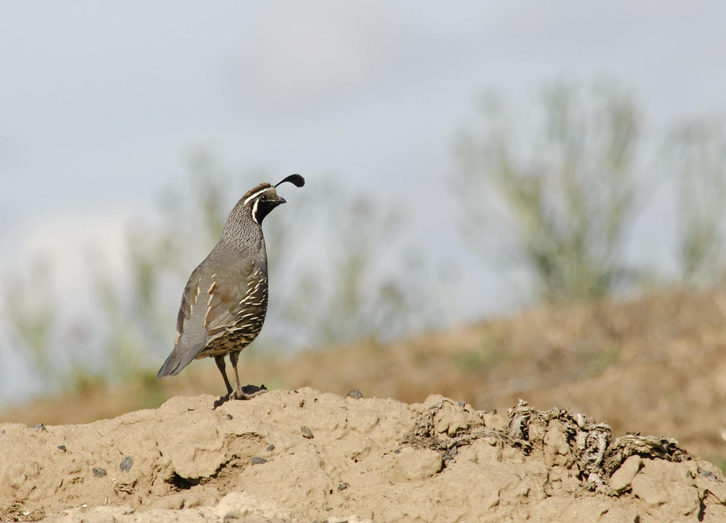 Wildlife & Plants #3832