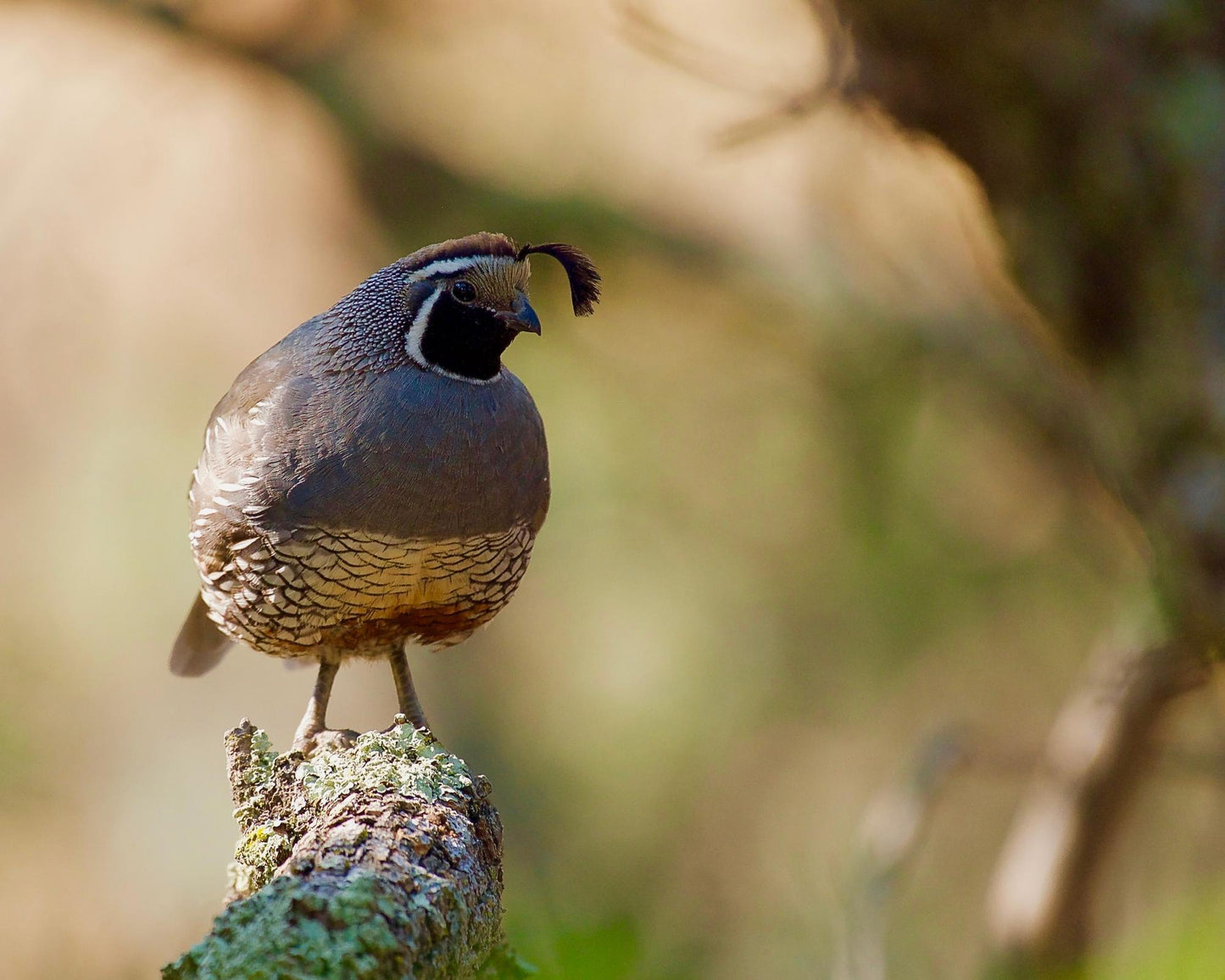 Wildlife & Plants #3838