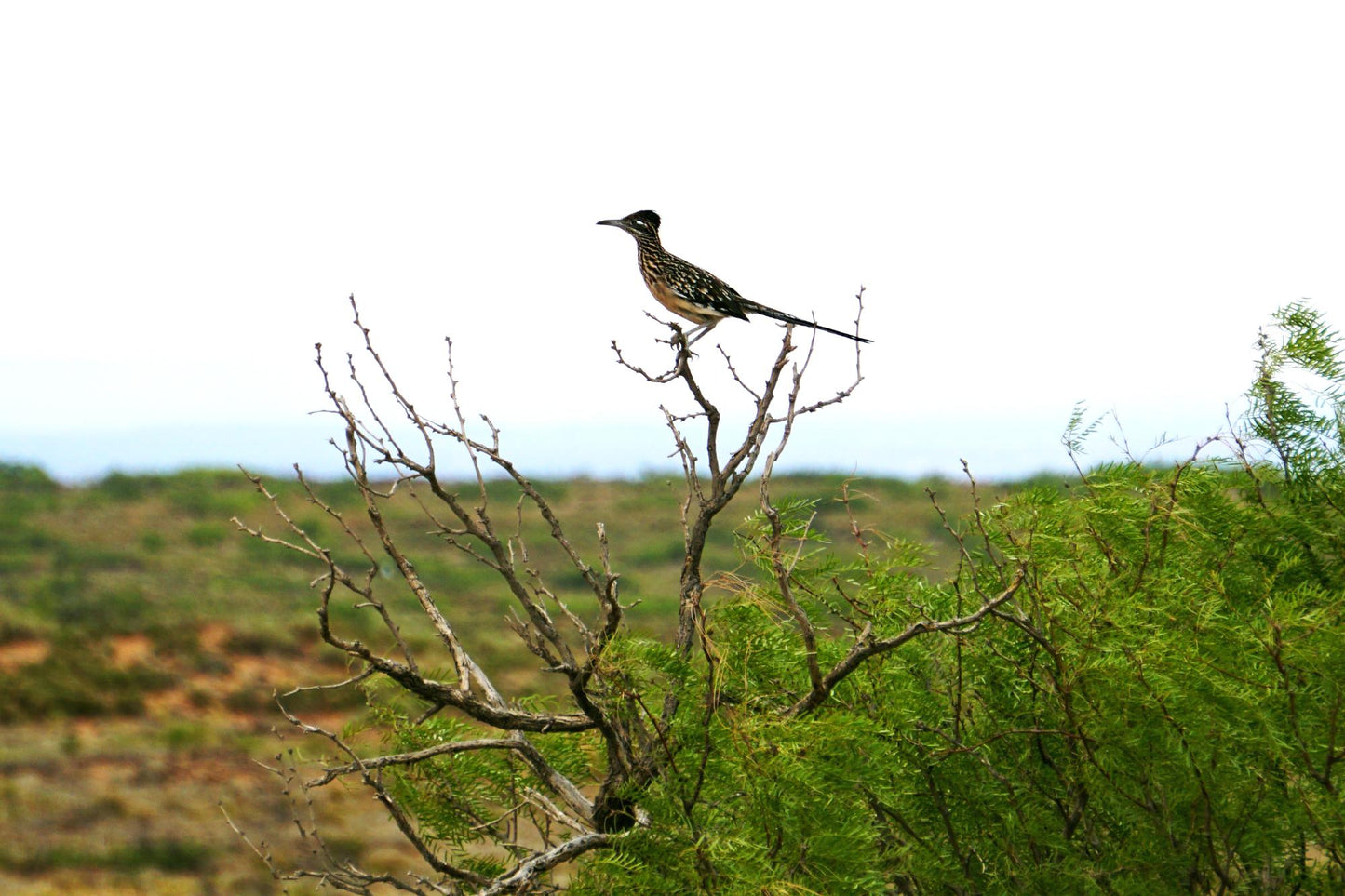 Wildlife & Plants #3840