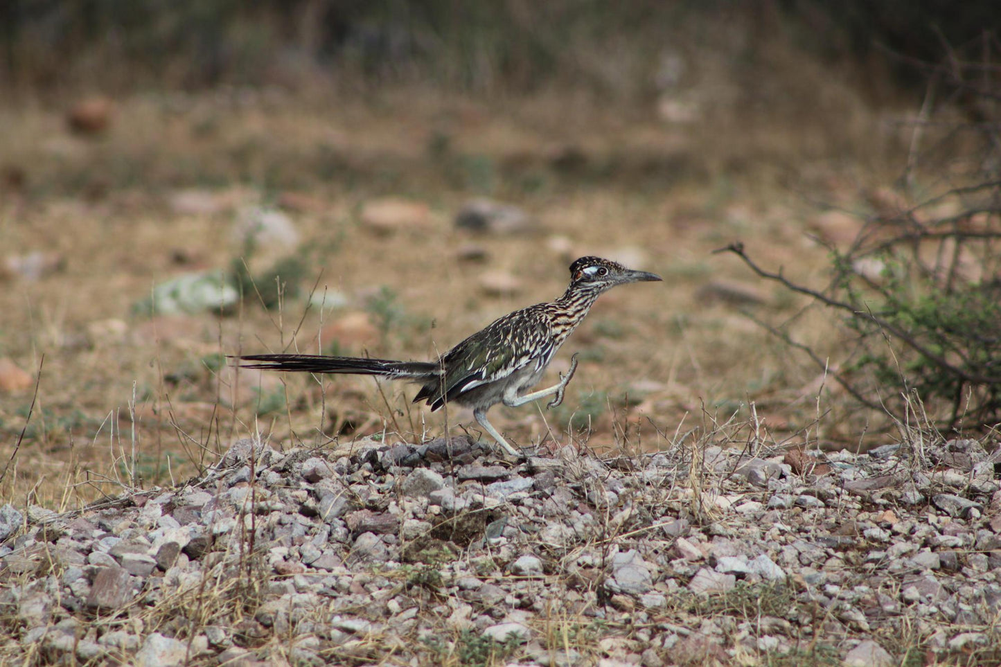 Wildlife & Plants #3841