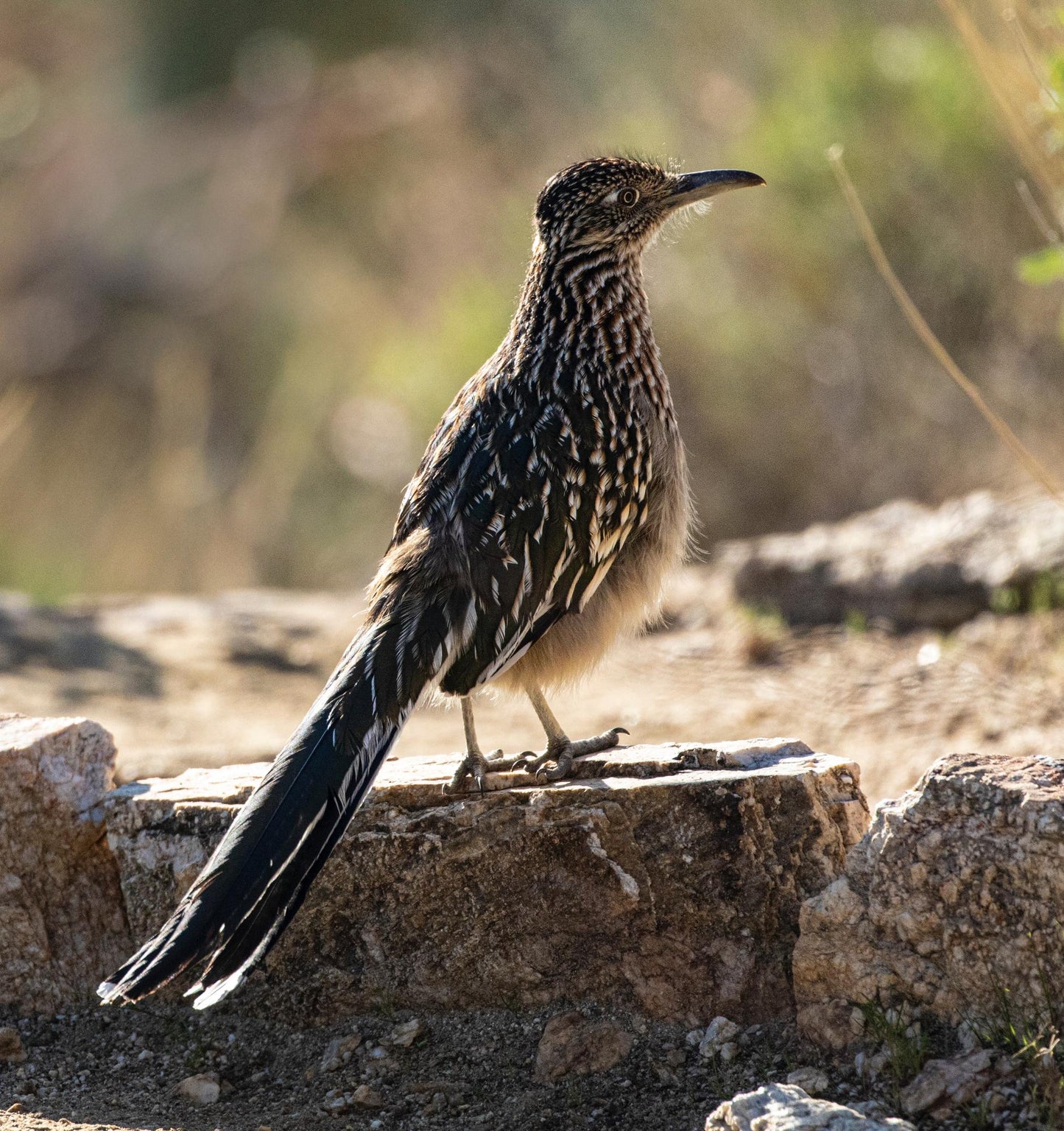 Wildlife & Plants #3843