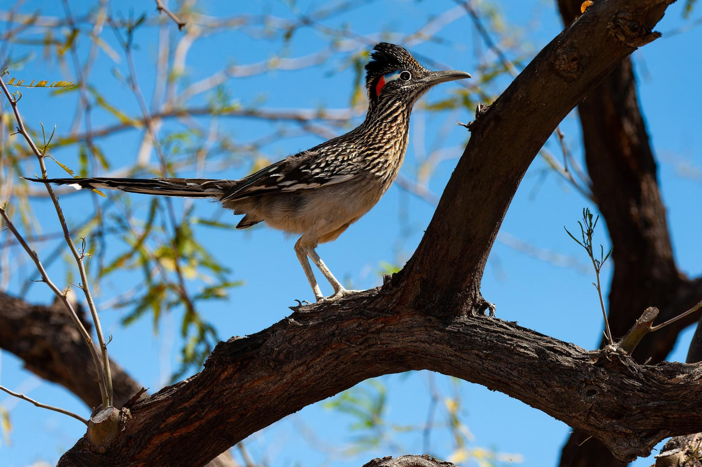 Wildlife & Plants #3844