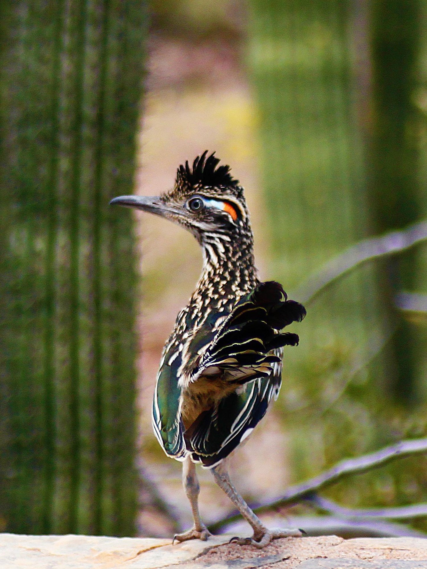 Wildlife & Plants #3845