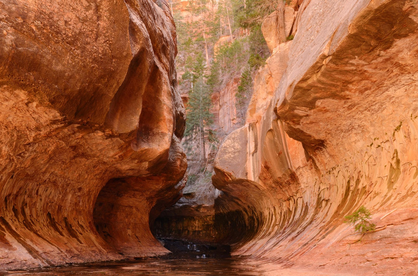 Zion National Park Utah 5882