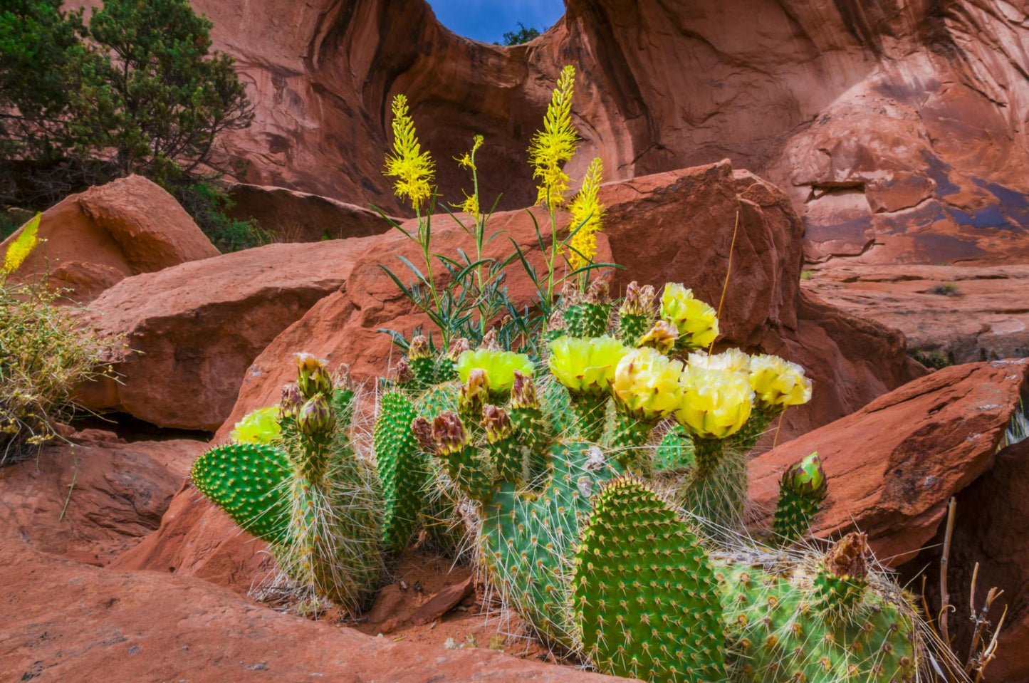 Arches National Park Utah 6123