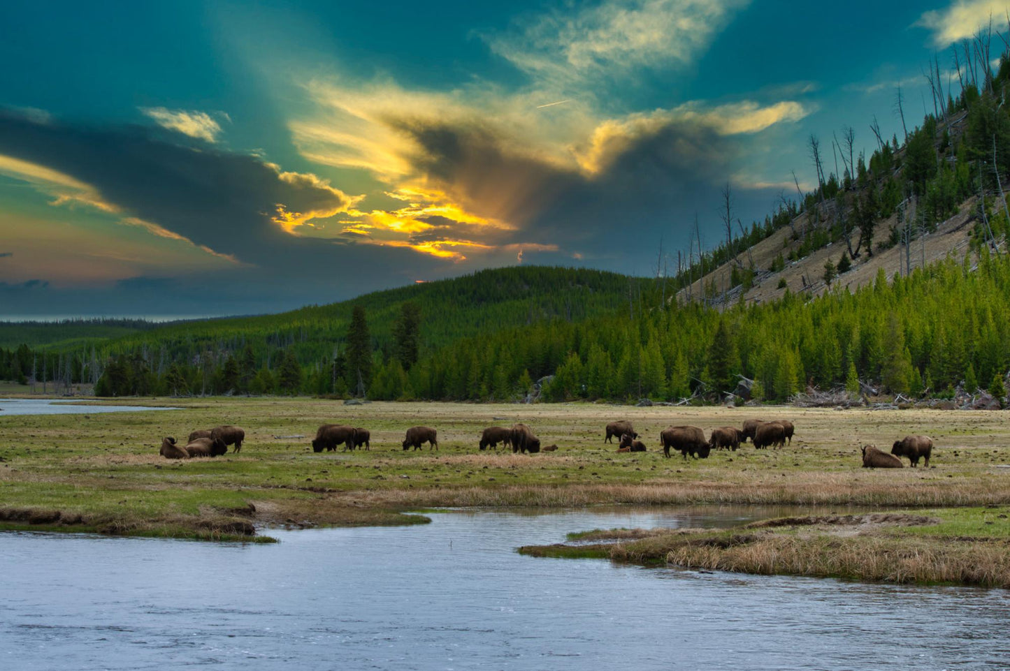 Yellow Stone National Park 925