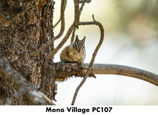 Mono Village PC107