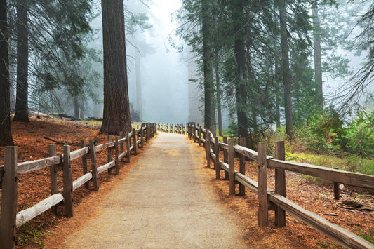 Sequoia National Park 1000