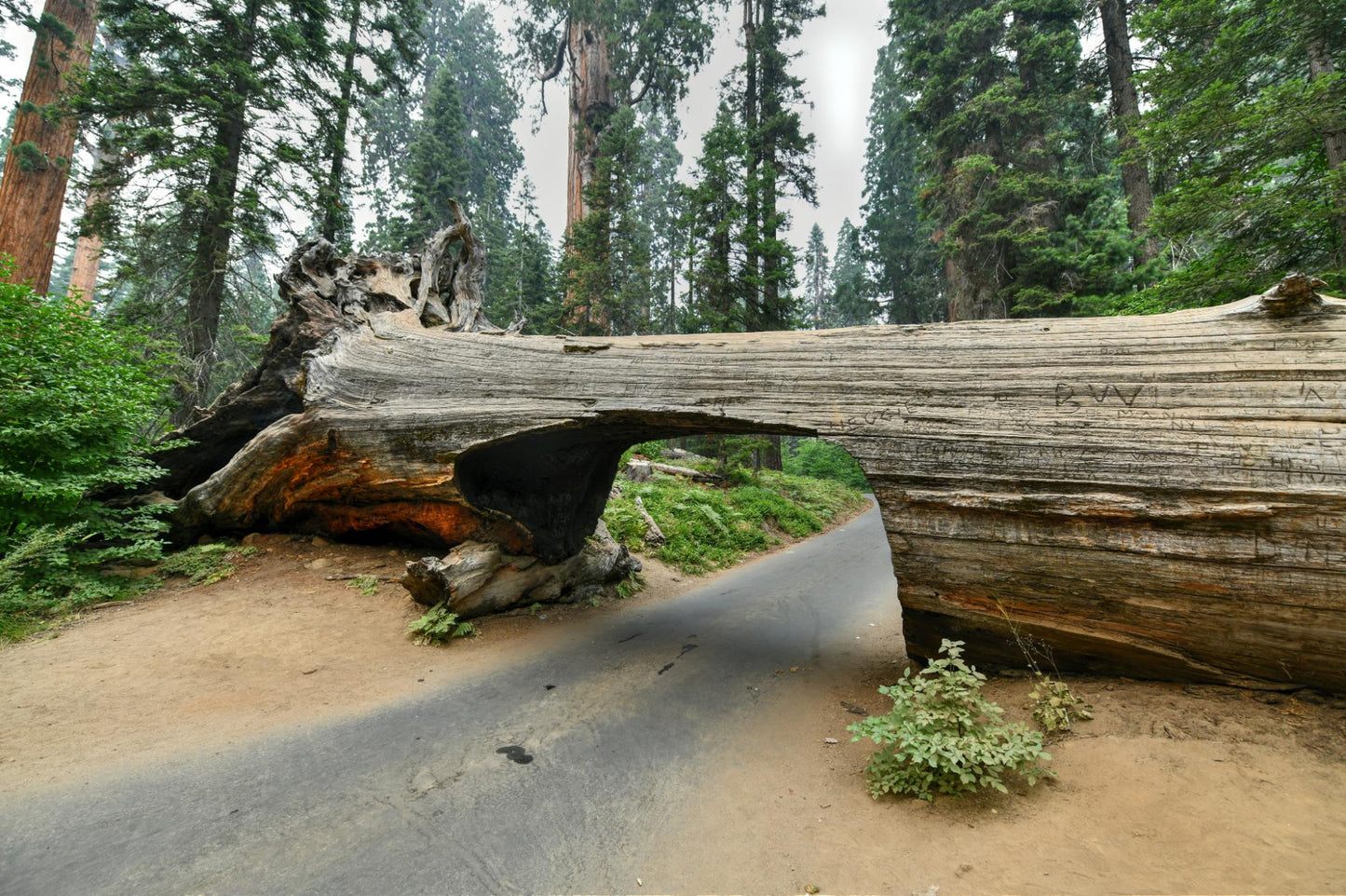 Sequoia National Park 1002