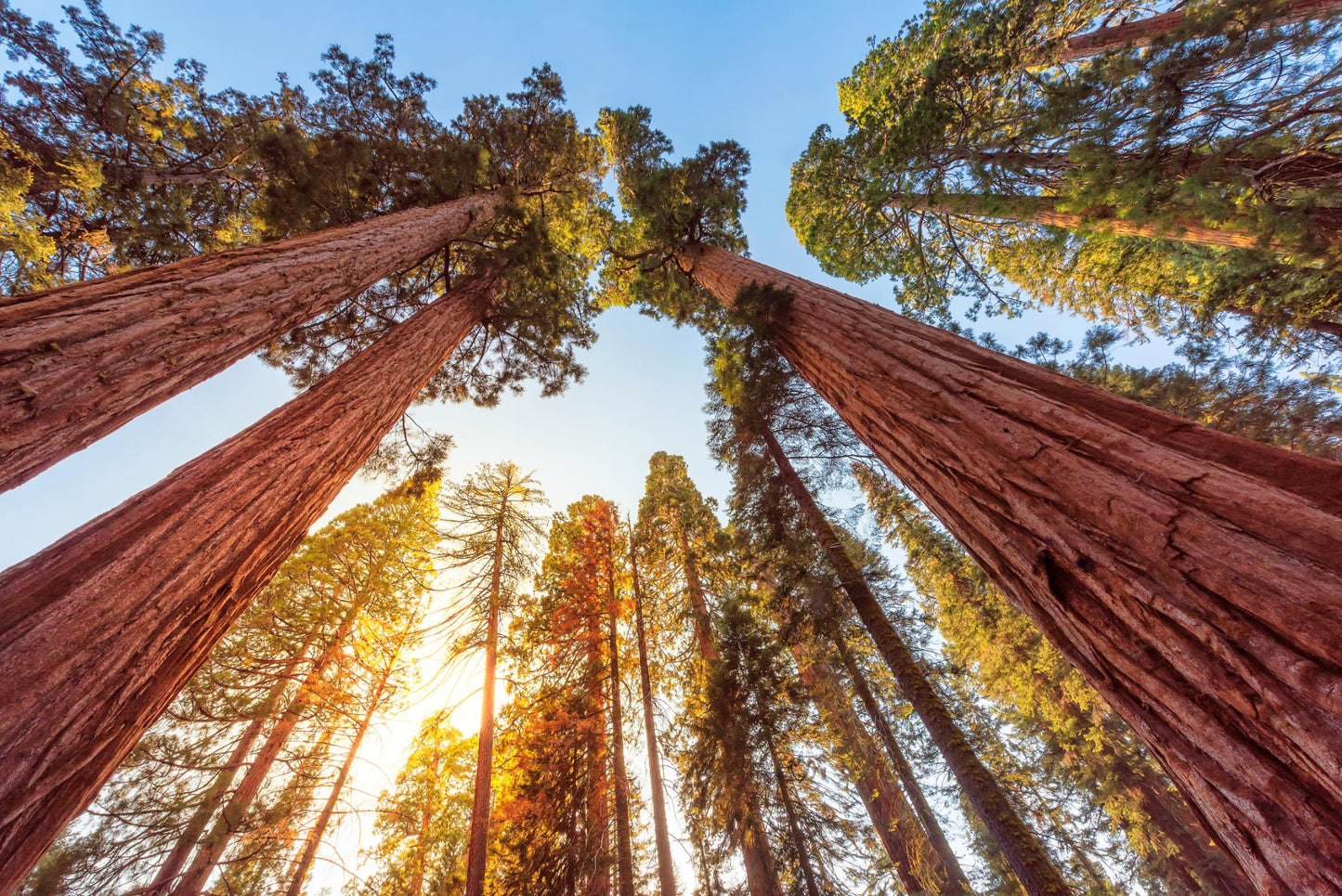 Sequoia National Park 1003