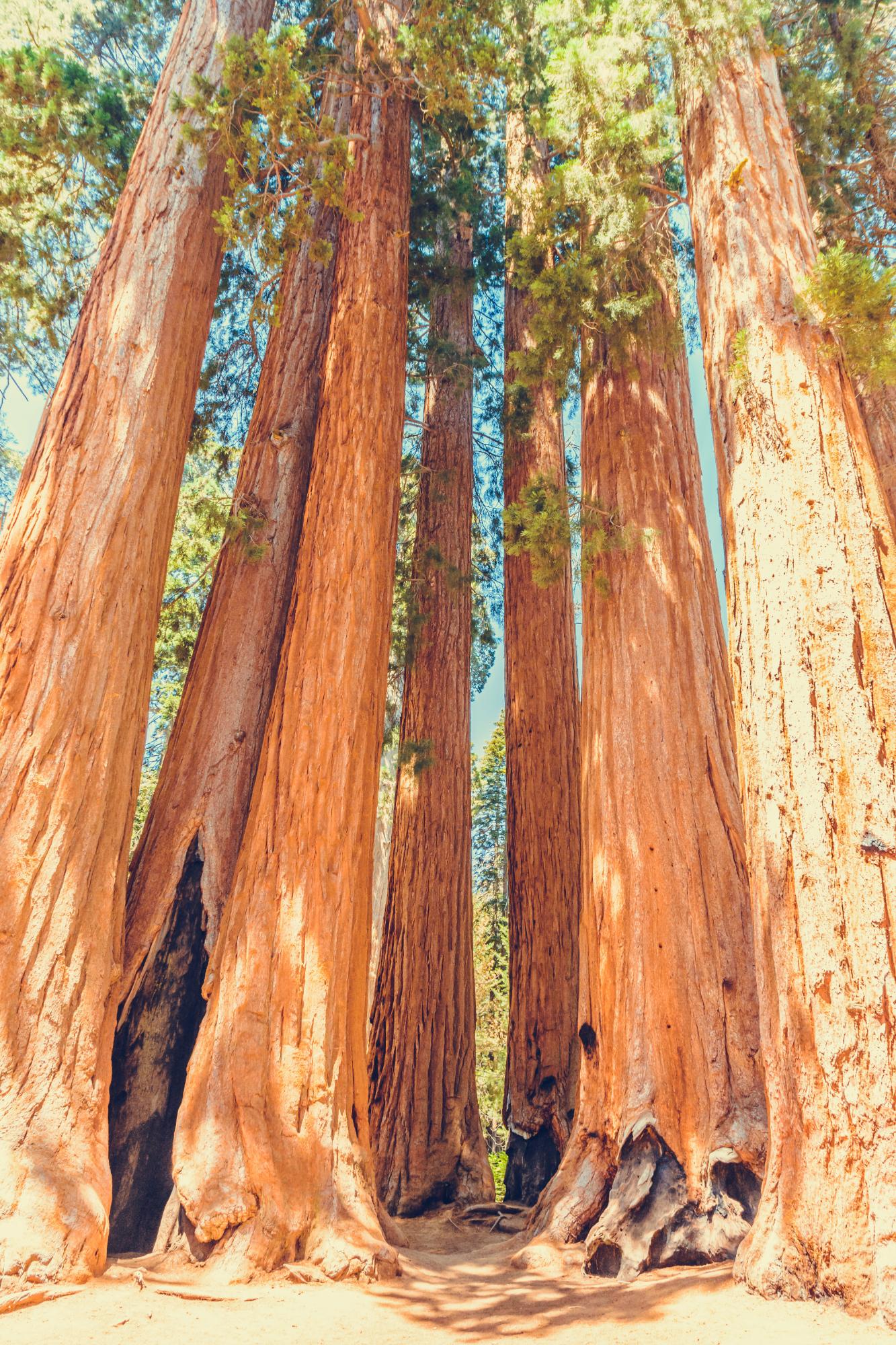 Sequoia National Park 1004