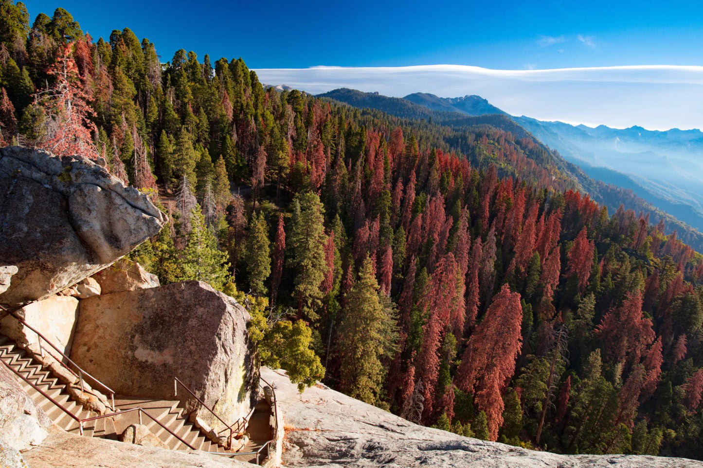 Sequoia National Park 1005