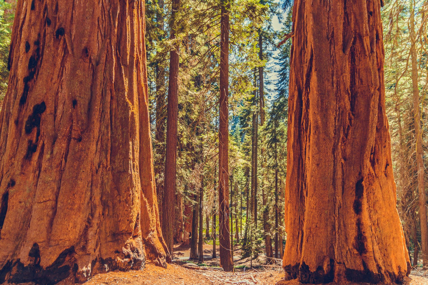 Sequoia National Park 1007