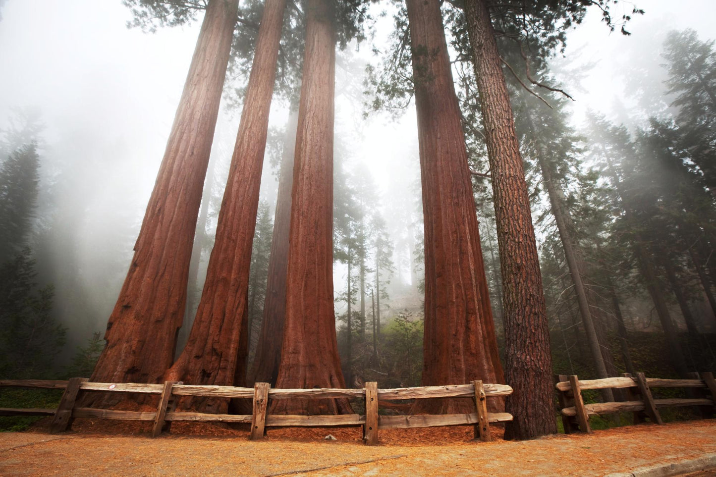 Sequoia National Park 1008