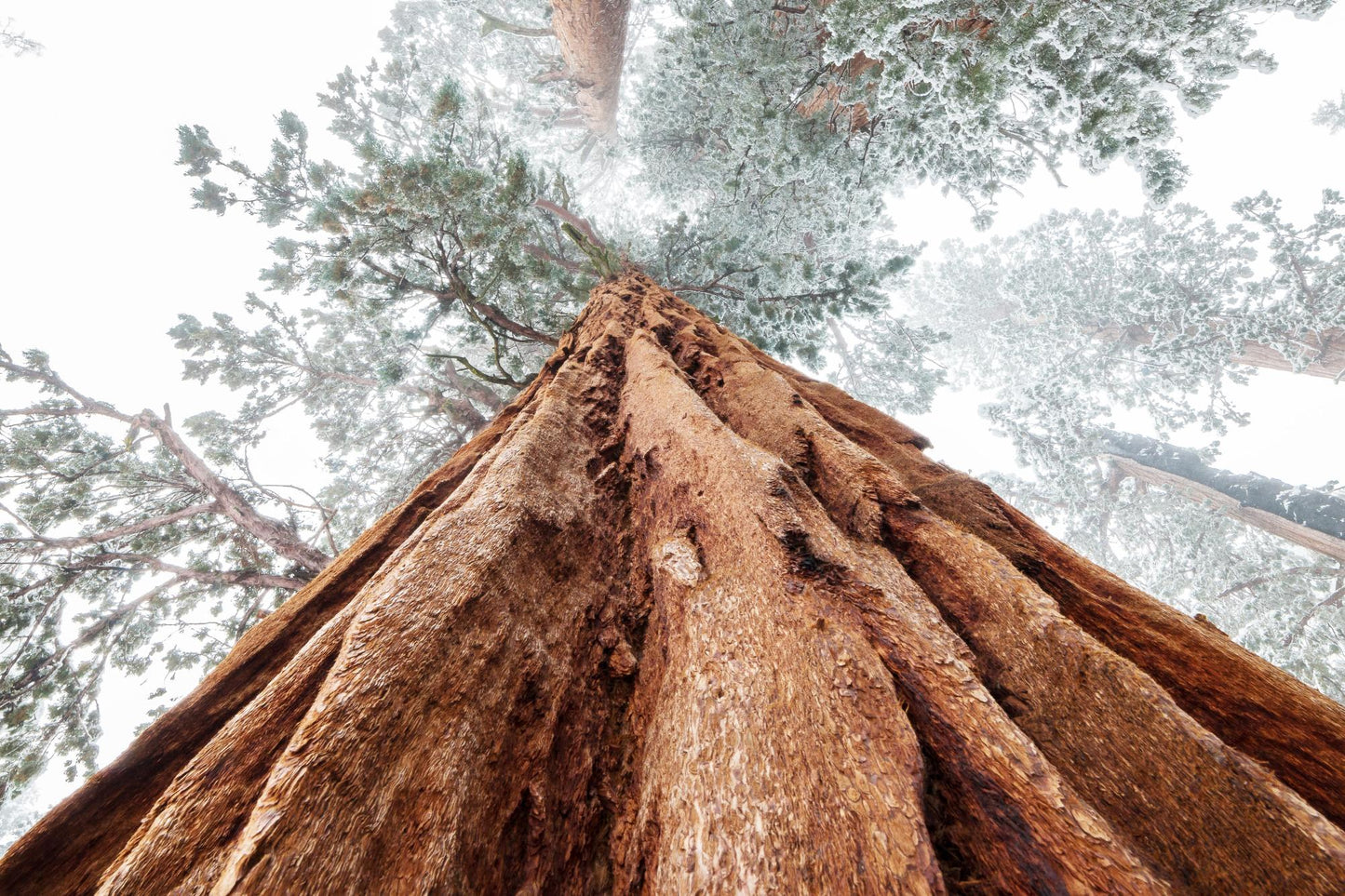 Sequoia National Park 1012