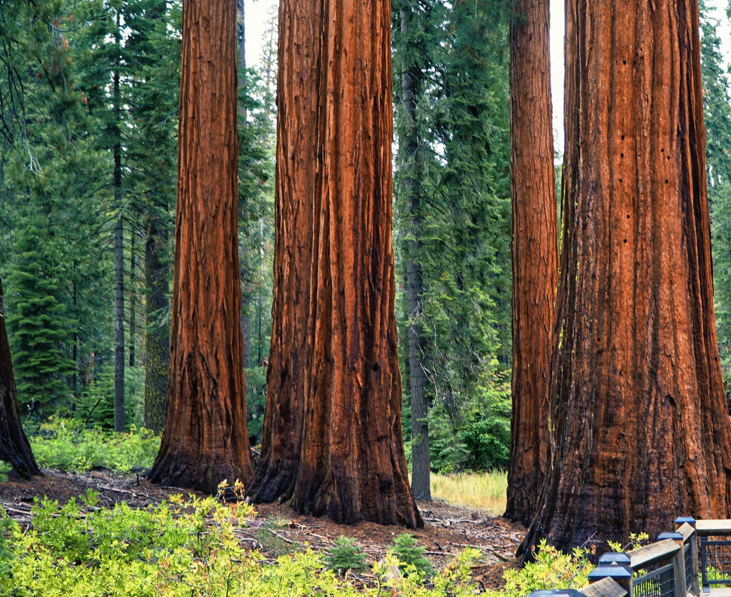 Sequoia National Park 1013