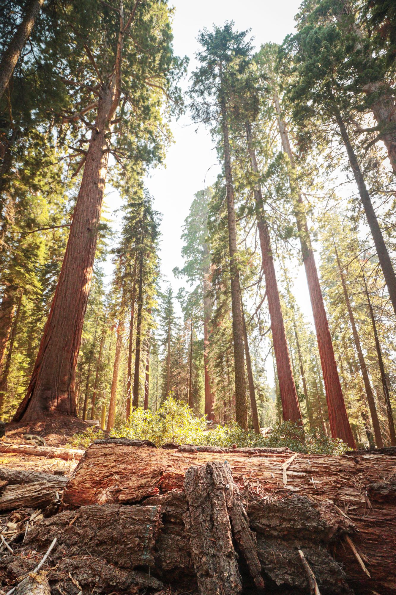 Sequoia National Park 1014