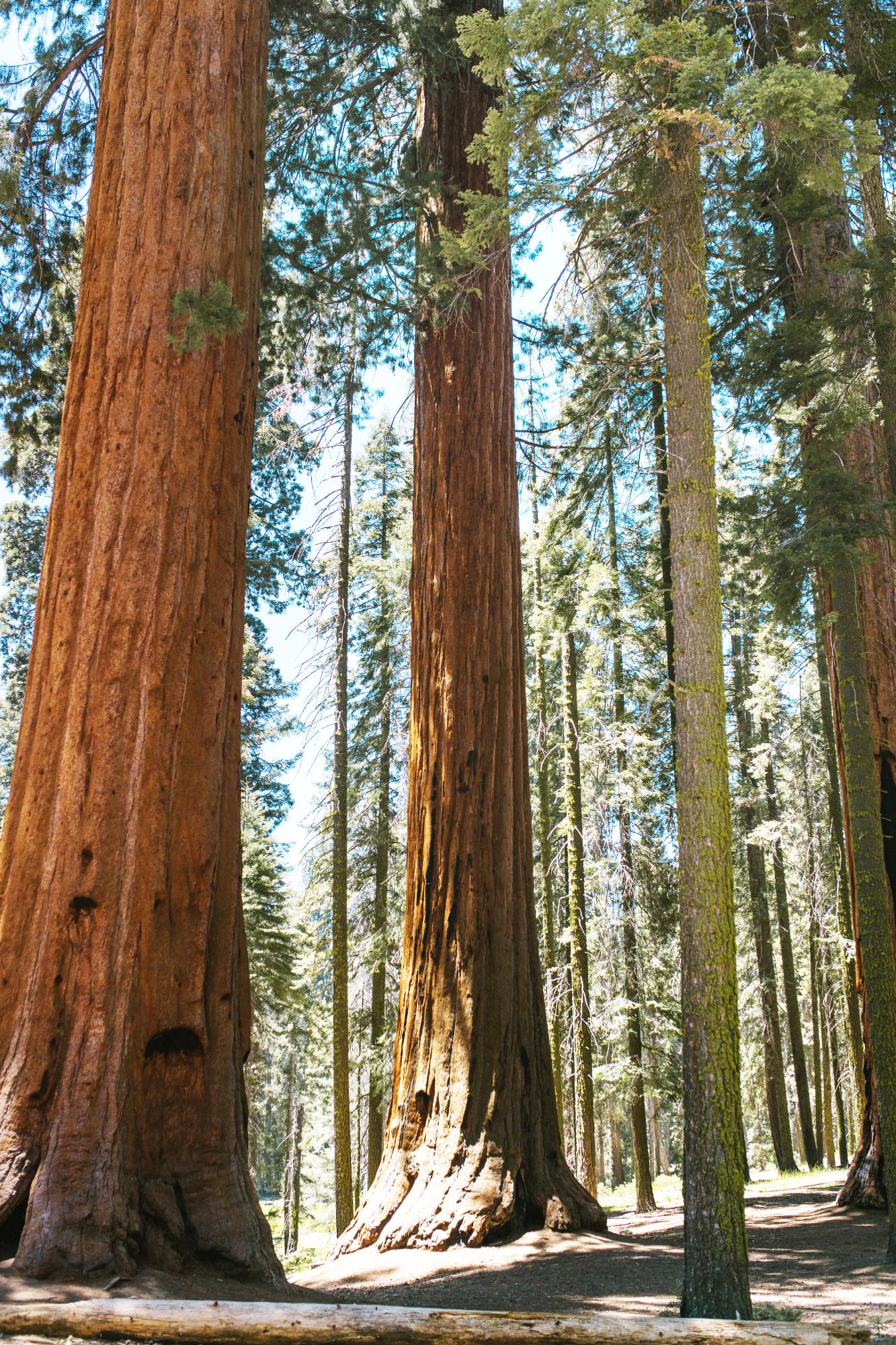 Sequoia National Park 1015