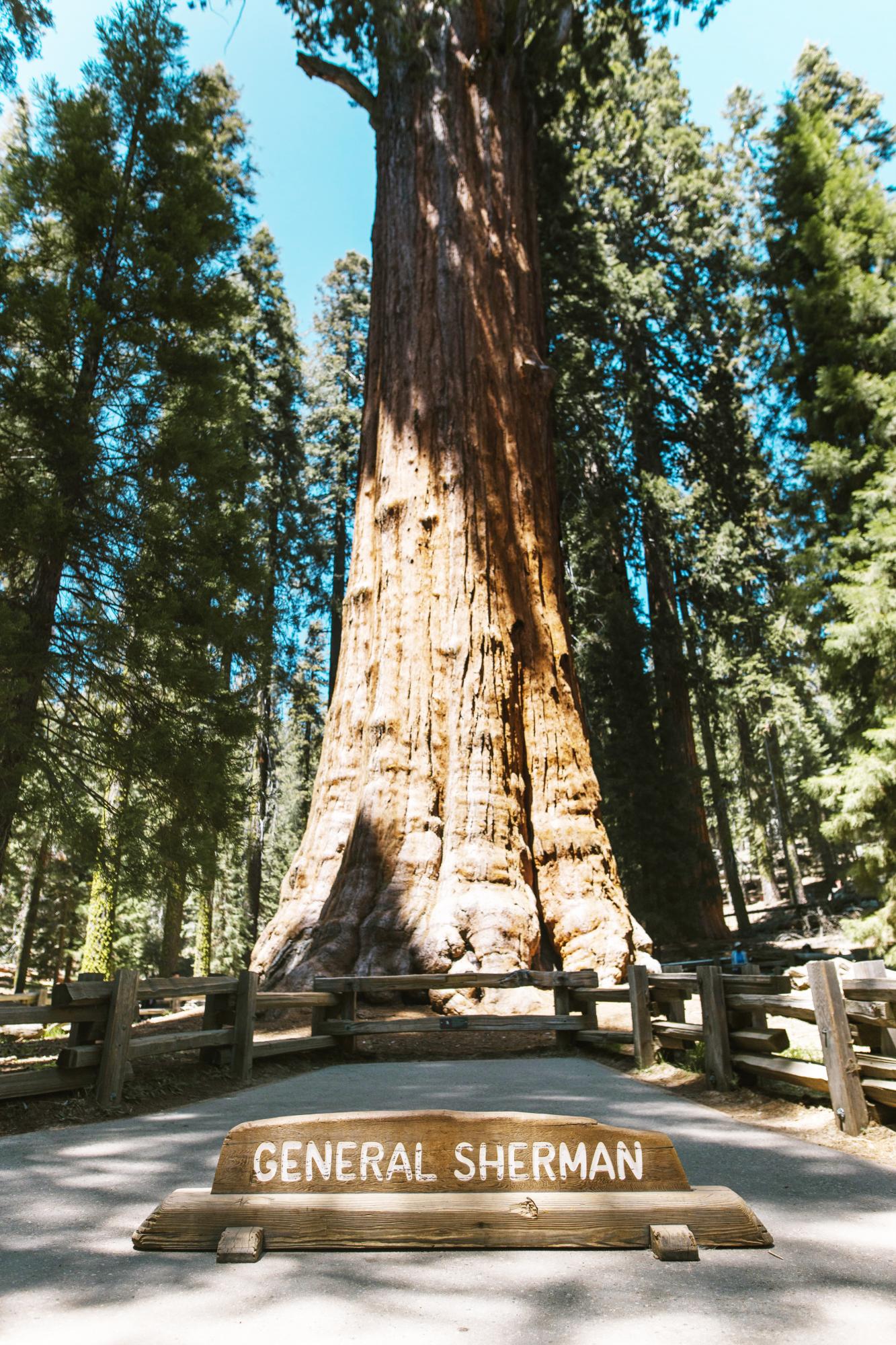 Sequoia National Park 1016