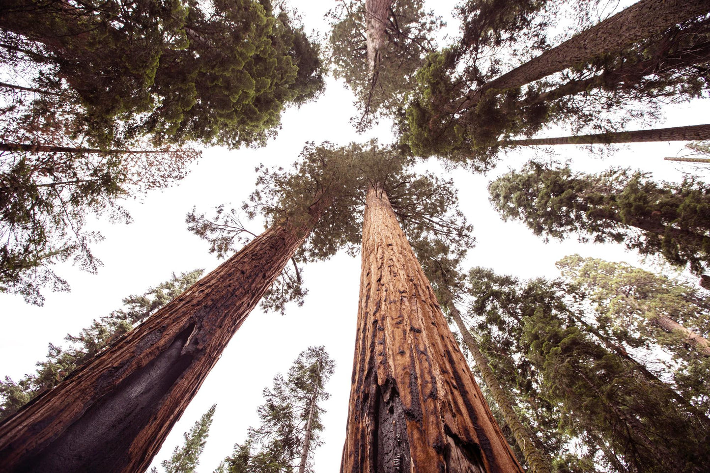 Sequoia National Park 1017